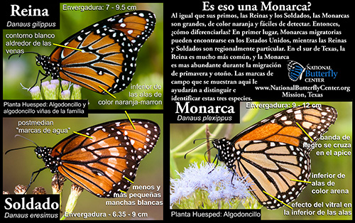Monarch Queen Soldier Sign Spanish small