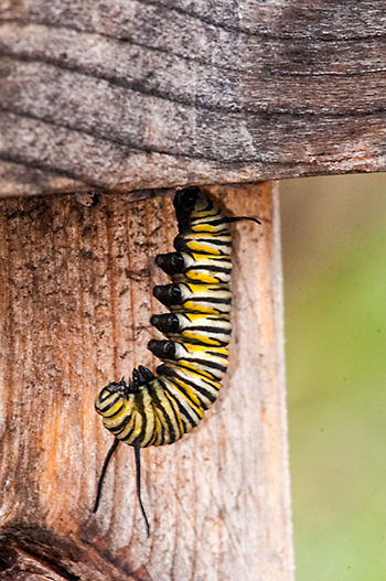 mission monarch caterpiller j form