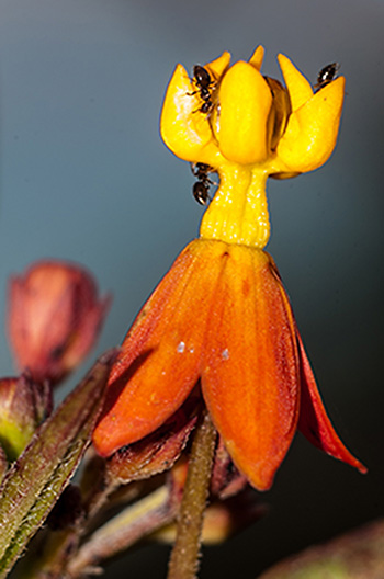 mission monarchs native milkweed