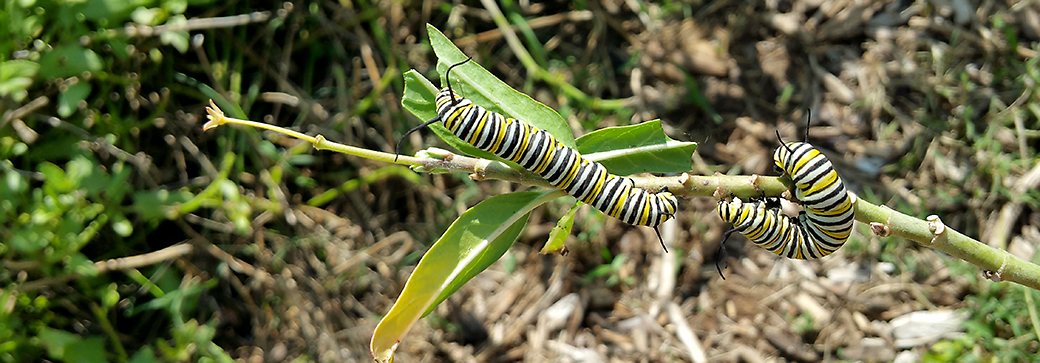 mission monarchs two cats