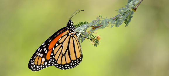 Research Concludes Summer Abundance of Monarchs Sufficient to Buffer Winter Declines
